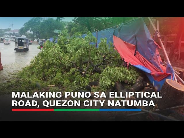 ⁣Malaking puno sa Elliptical Road, Quezon City natumba | ABS-CBN News