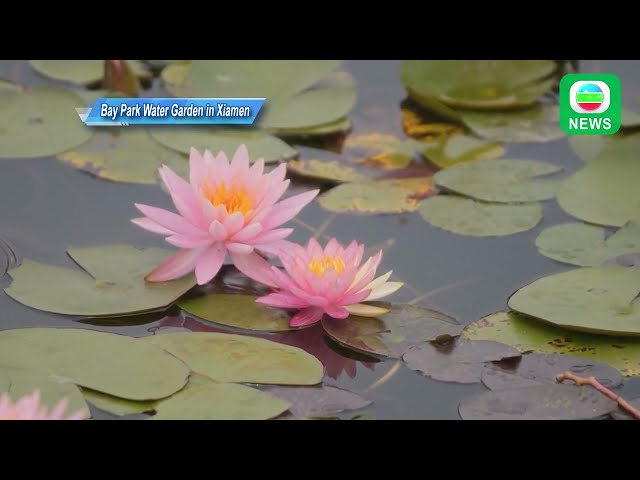 ⁣TVB News｜26/05/2024│Blooming water lily in Xiamen