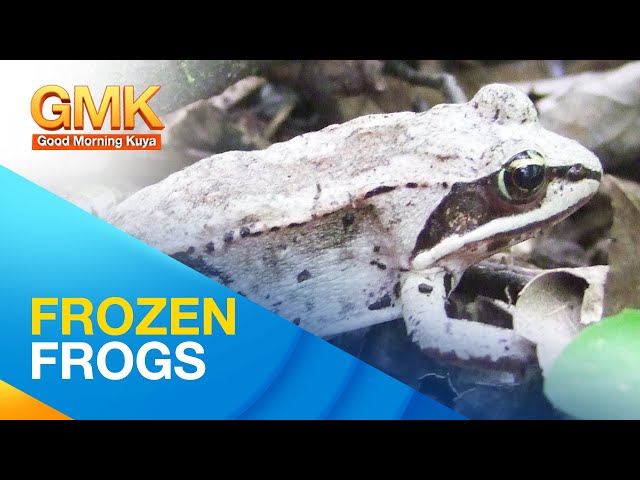 ⁣Hibernation facts about Wood Frogs | Wonders of Creation