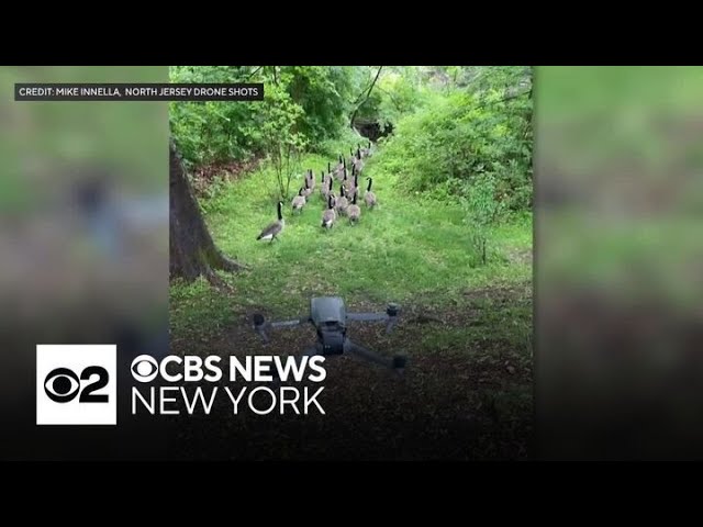 ⁣Canada geese facing euthanasia in Peapack-Gladstone, N.J. may be saved
