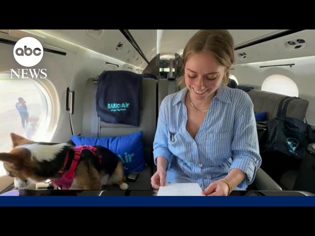 ⁣Bark Air celebrates pooches who travel