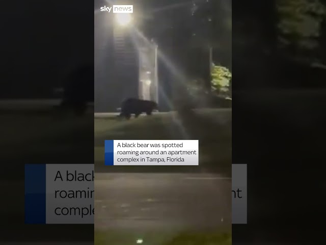 ⁣Bear spotted roaming neighbourhood