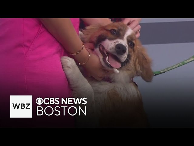 ⁣Lovable dogs from Shultz's Guest House up for adoption
