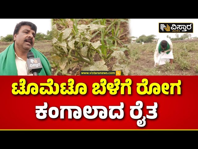 ⁣Tomato Crop Disease A Farmer In Distress|  2 ಎಕರೆ ಬೆಳೆ ಸಂಪೂರ್ಣ ನಾಶ | Dharwad | Vistara News