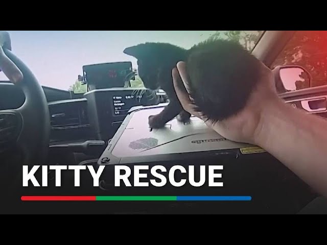 ⁣Bodycam shows police rescue of kitten from Florida highway