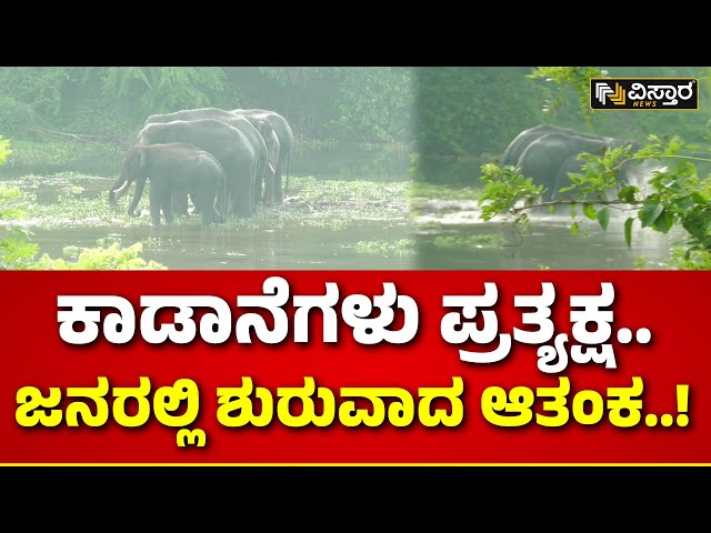 ⁣Elephant Enjoying in The Water | ಮದ್ದೂರಿನ  ಹೊಳೆ ಆಂಜನೇಯ ದೇಗುಲದ ಬಳಿ ಪ್ರತ್ಯಕ್ಷ | Vistara News