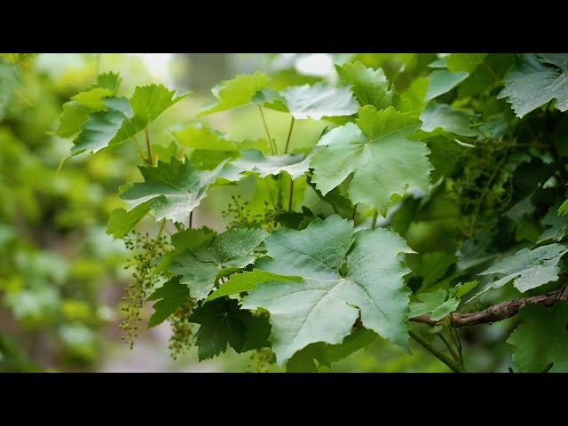 ⁣Turpan in China's Xinjiang turns grape leaves into gold