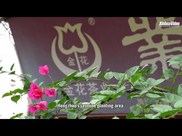 ⁣Journey into China's tea culture: Hengzhou Jasmine tea
