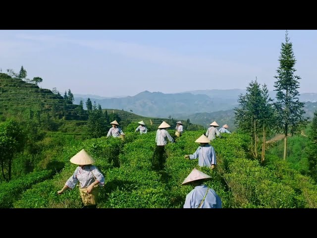 ⁣Journey into China's Tea Culture: Millennium-old Liubao tea