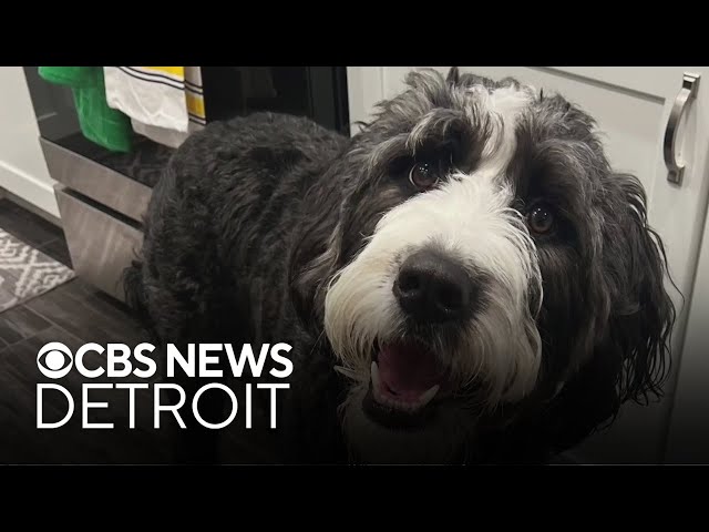 ⁣Michigan school teacher sues over therapy dog she thought she could keep