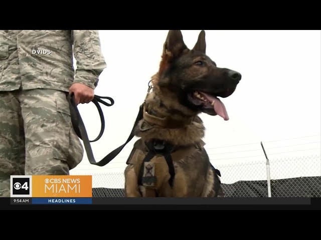 ⁣Military Dogs getting better care