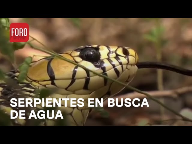 ⁣Serpientes sufren por calor extremo en Yucatán - Las Noticias