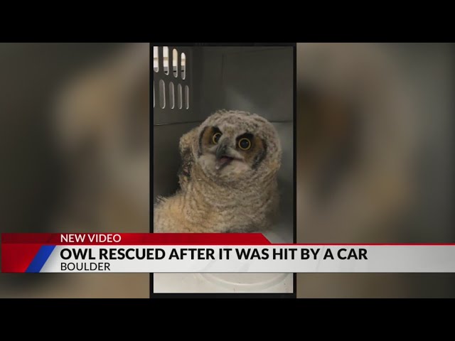 ⁣Great horned owl ‘in good spirits’ after being hit by car in Boulder