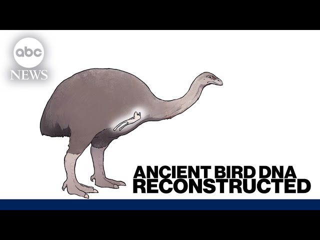 ⁣Reconstructed DNA of ancient bird could change how scientists study extinct species