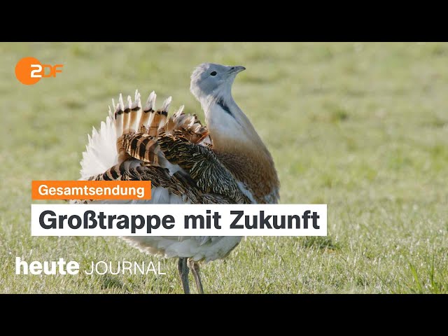 ⁣heute journal vom 27.05.2024 Artenschutz bei Großtrappe, Macron in Dresden, Kommunalwahlen Thüringen