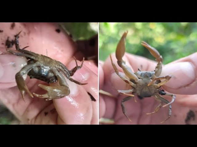⁣Descubren nueva especie de cangrejo en Antioquia: avance significativo para la ciencia