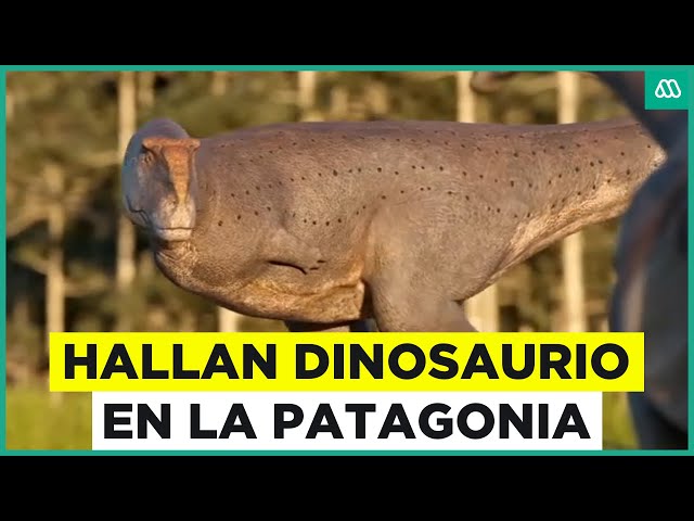 ⁣Hallan dinosaurio carnívoro en Patagonia: Koleken inakayali tendría brazos más cortos que el T-Rex