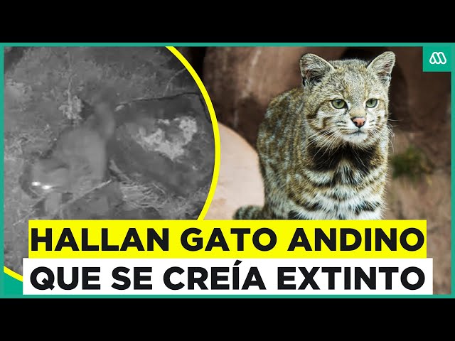 ⁣Encuentran gato andino en parque Yerba Loca