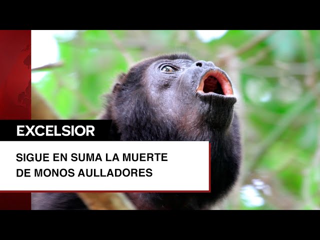 ⁣Suman 157 monos aulladores muertos en Tabasco y Chiapas