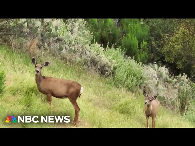 ⁣Plan to eradicate mule deer from Catalina Island sparks outrage
