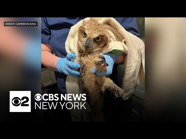 ⁣Great horned owl treated for rodenticide poisoning in the Bronx