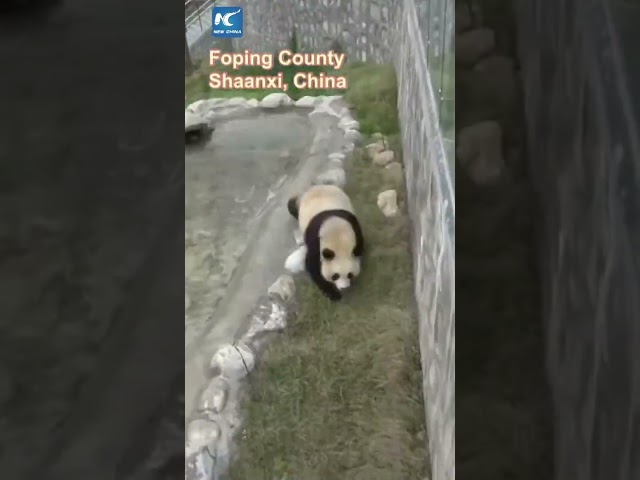 ⁣Giant panda frolics in water to stay cool