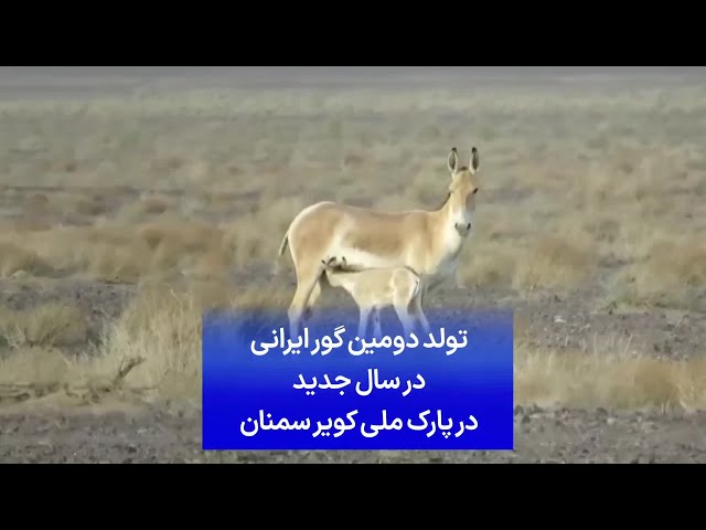 ⁣تولد دومین گور ایرانی در سال جدید در پارک ملی کویر سمنان