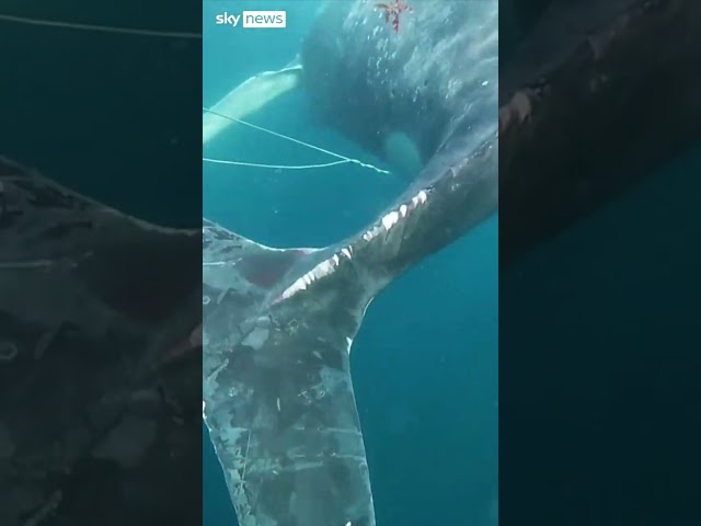 ⁣Two-day operation to free humpback whale caught in fishing lines in Australia