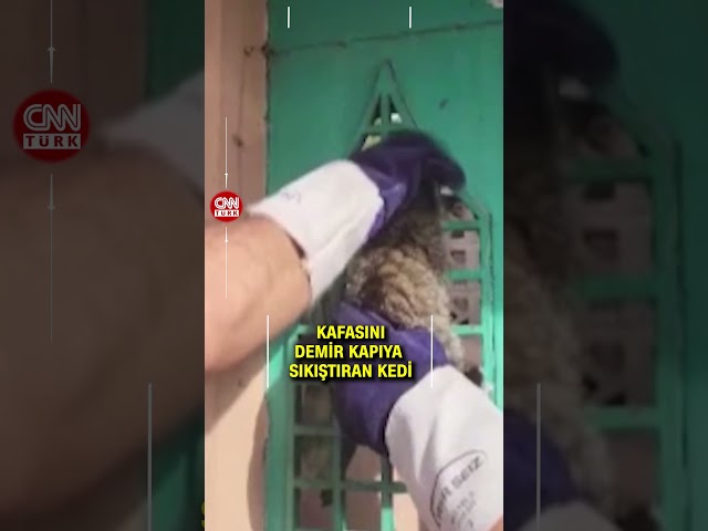 ⁣Kafasını Demir Kapıya Sıkıştıran Kediyi İtfaiye Ekipleri Kurtardı! #Shorts