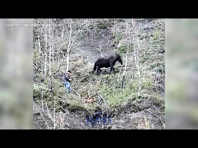 ⁣Man rescues wild foal trapped on an Alberta cliffside