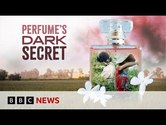 ⁣Luxury perfumes linked to child labour, BBC finds | BBC News