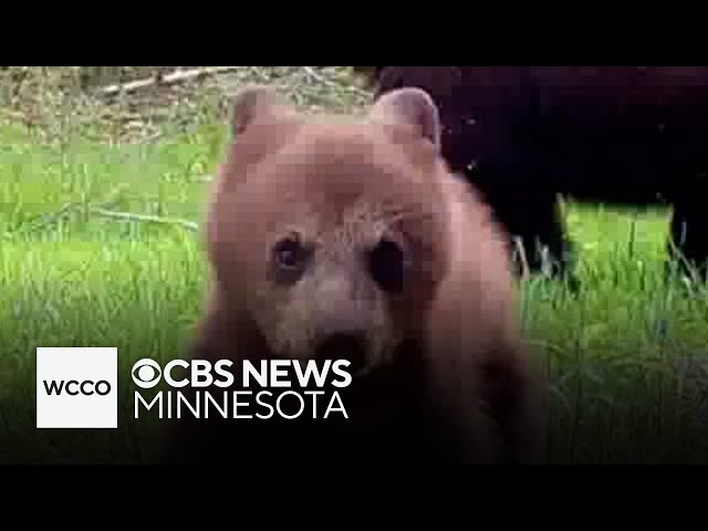 ⁣Video shows bear cub "being a little punk" in northern Minnesota