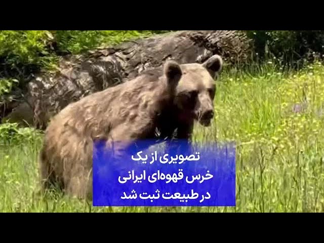 ⁣تصویری از یک خرس قهوه‌ای ایرانی در طبیعت ثبت شد