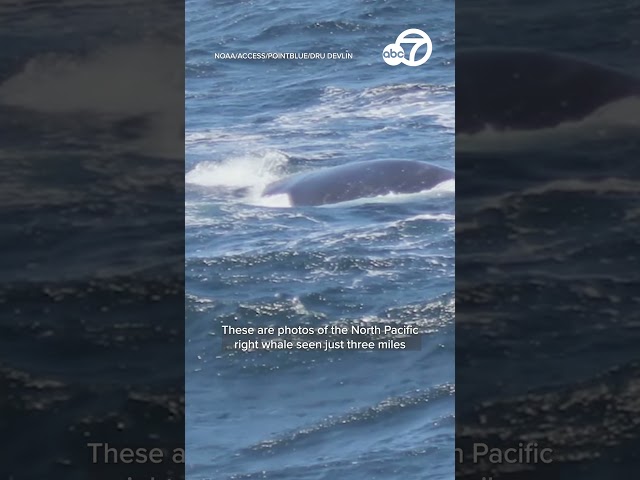 ⁣One of world's rarest whales spotted off California coast