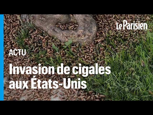 ⁣Des milliards de cigales envahissent les États-Unis, la plus grosse invasion depuis 200 ans