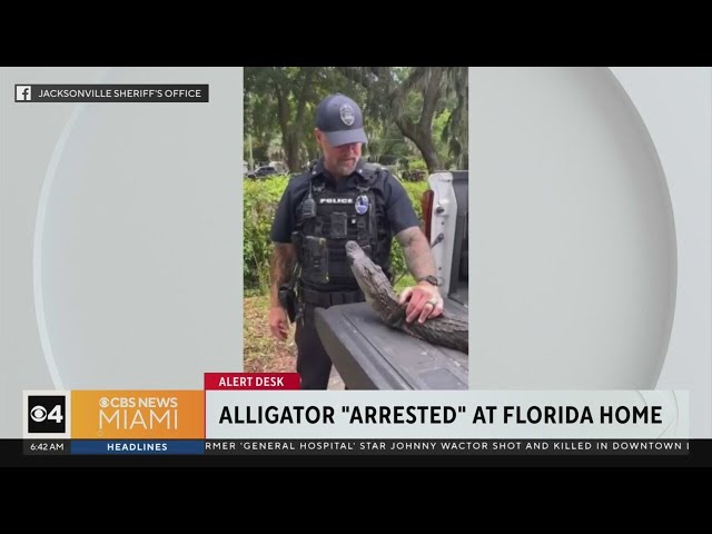⁣Gator "arrested" at Florida home