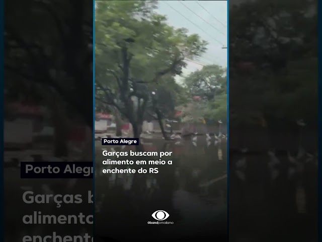 Dezenas de garças ''pescam'' em meio a enchente no centro de Porto Alegre #short