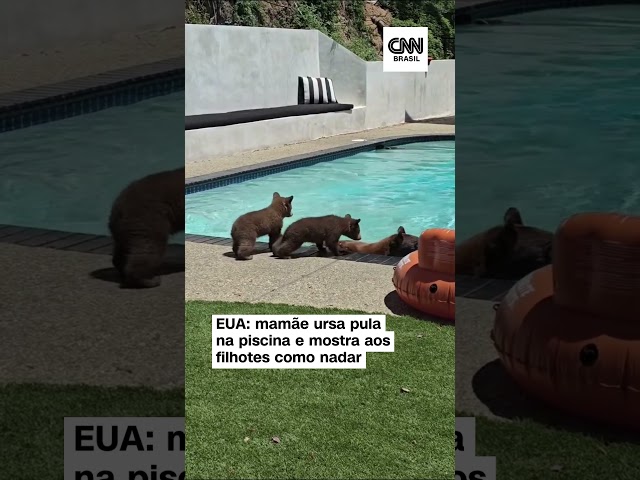 ⁣Mamãe ursa pula na piscina e mostra aos filhotes como nadar