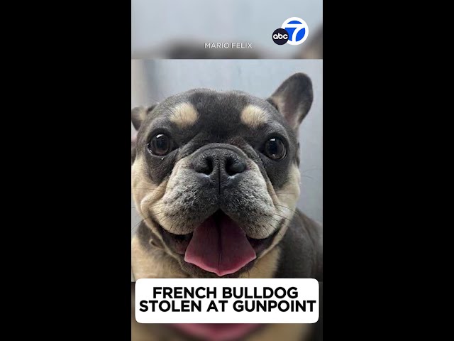 ⁣Montebello couple devastated after French bulldog stolen at gunpoint