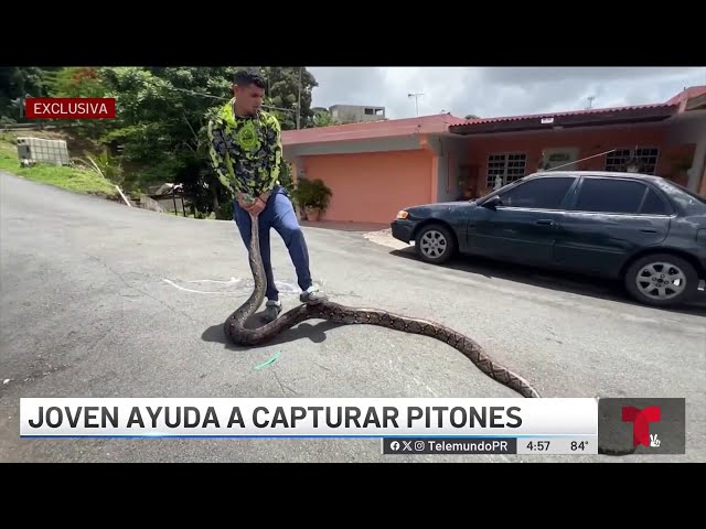 ⁣Peligrosa serpiente se convierte en plaga y amenaza a otros animales