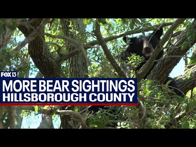 ⁣More black bear sightings in Hillsborough County
