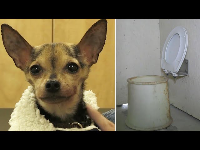 ⁣Chihuahua has new lease on life after being rescued from a public toilet tank in Ontario