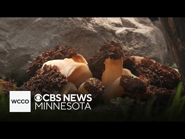 ⁣Minnesota's wet May a perfect storm for mushrooms