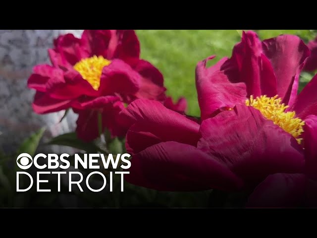 ⁣Historic peony garden in bloom at University of Michigan's campus in Ann Arbor