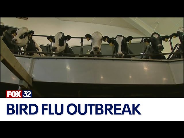 ⁣Bird flu outbreak: How worried should we be?