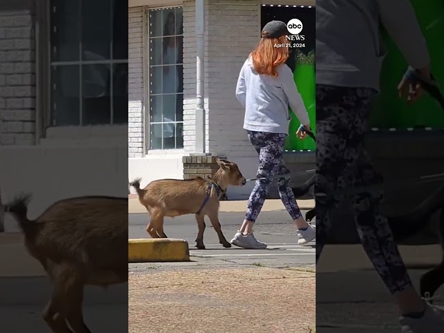⁣Part of the pack: Goat goes for a walk with a couple of dogs