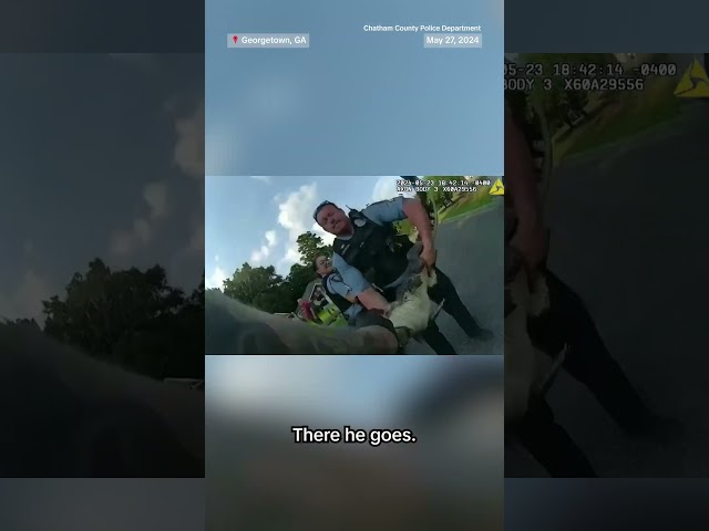 ⁣Cops wrangle alligator in Georgia neighborhood