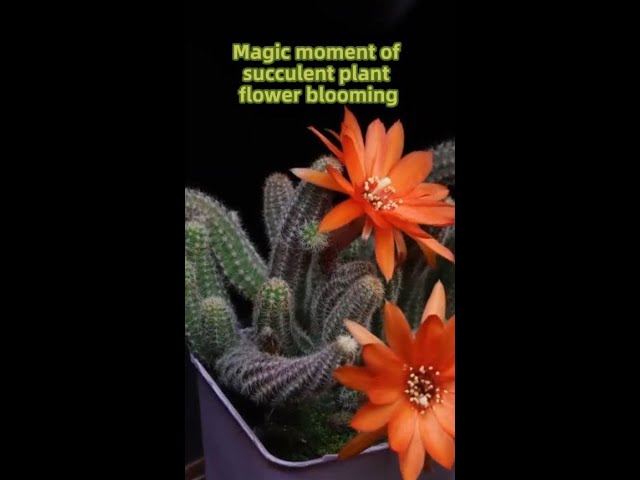 ⁣Time-lapse: magic moment of succulent flowers blooming