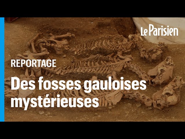 ⁣L'énigme archéologique des 28 squelettes de chevaux gaulois découverts dans l'Indre