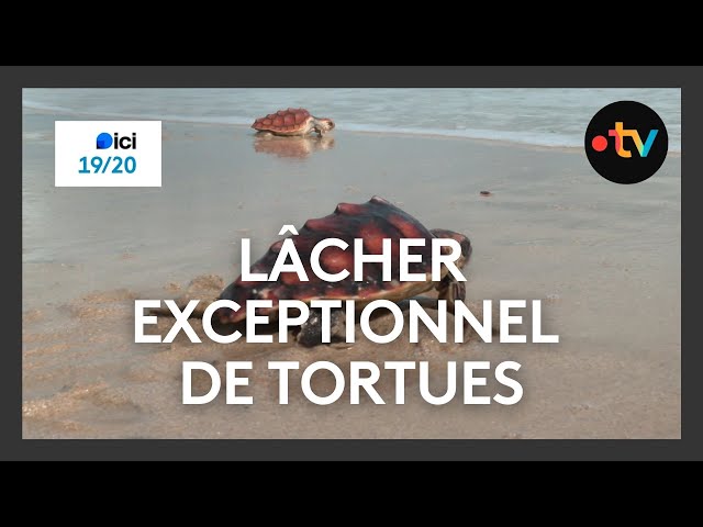 ⁣Lâcher exceptionnel de tortues par l'aquarium de La Rochelle